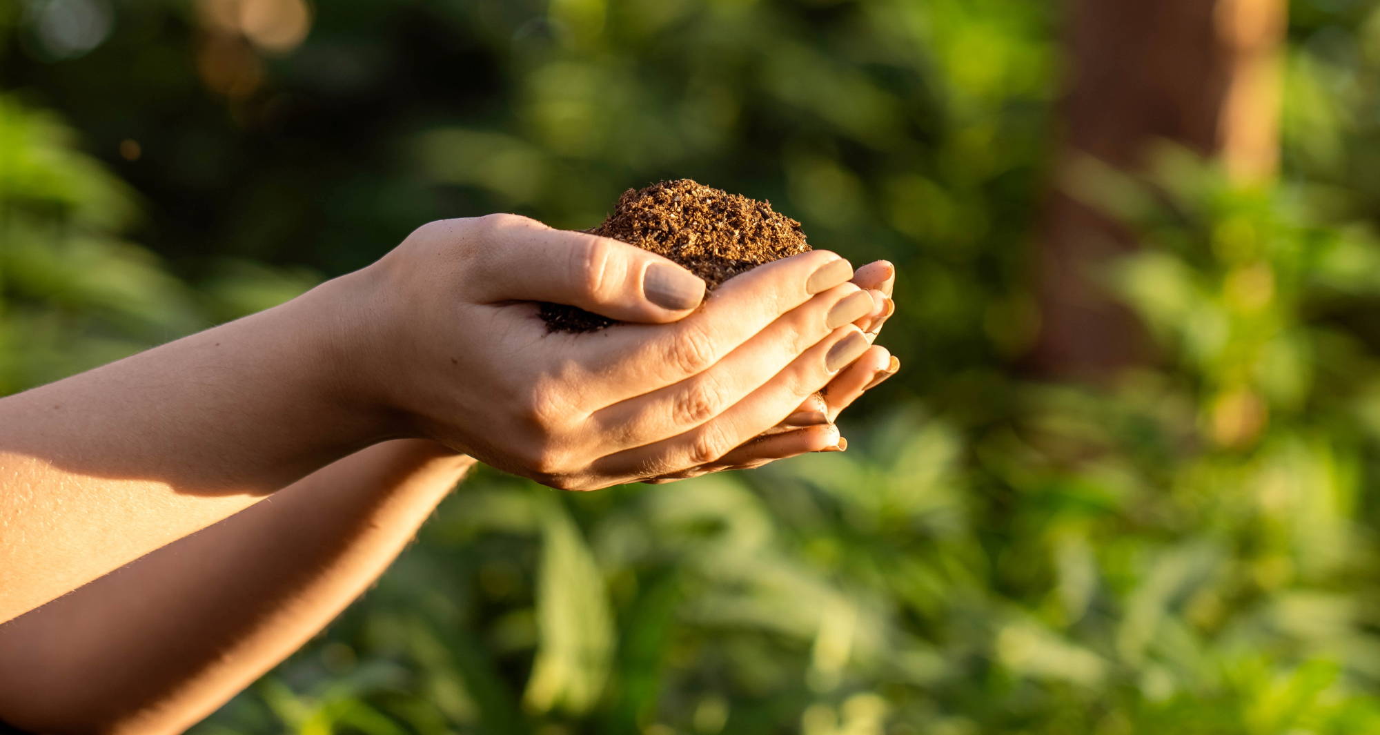 Person holding soil which has produced hemp for hemp fuel.
