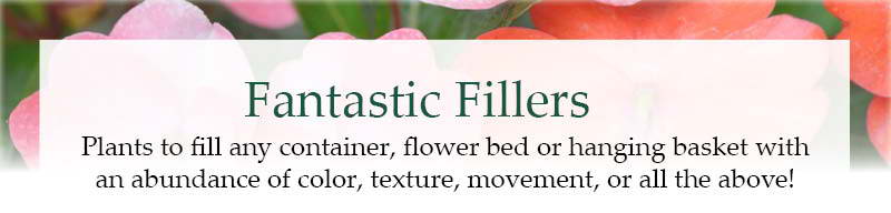 Fantastic Fillers: Plants to fill any container, flower bed or hanging basket with an abundance of color, texture, movement, or all the above!
