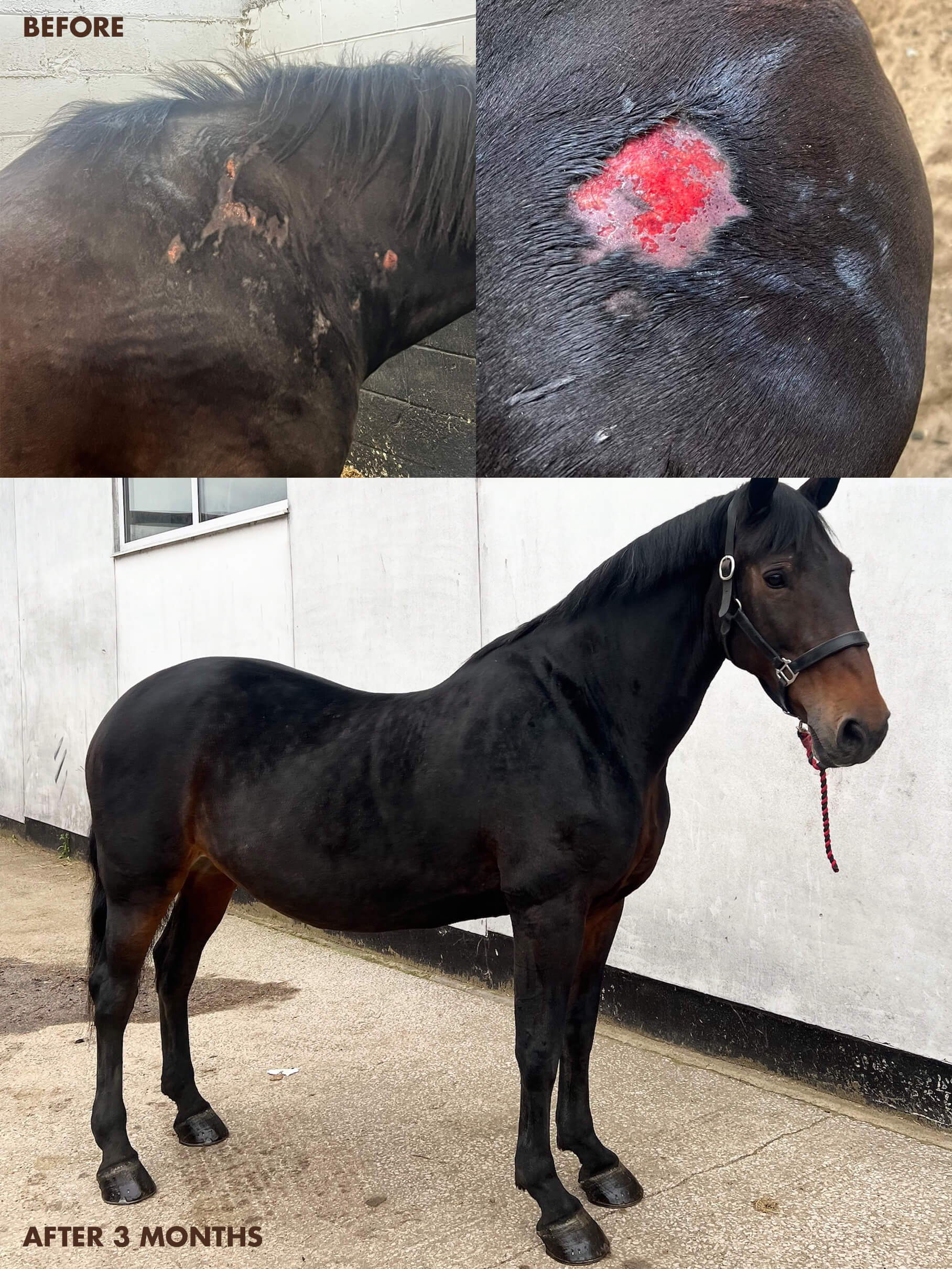 Horse recovery progress shown: before injury and after three months of healing.