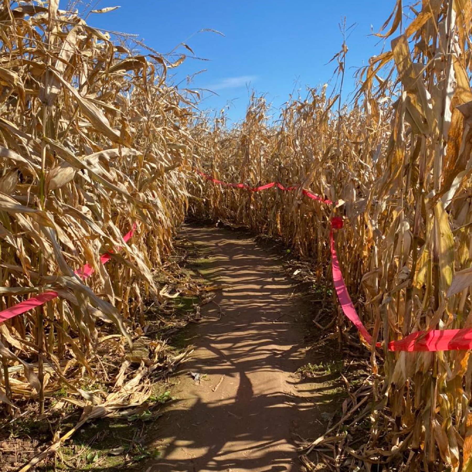 a path through a corn field