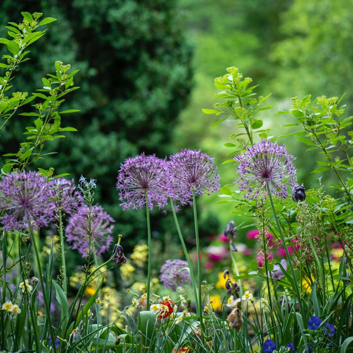 A lush garden with flowers in the foreground and trees in the background