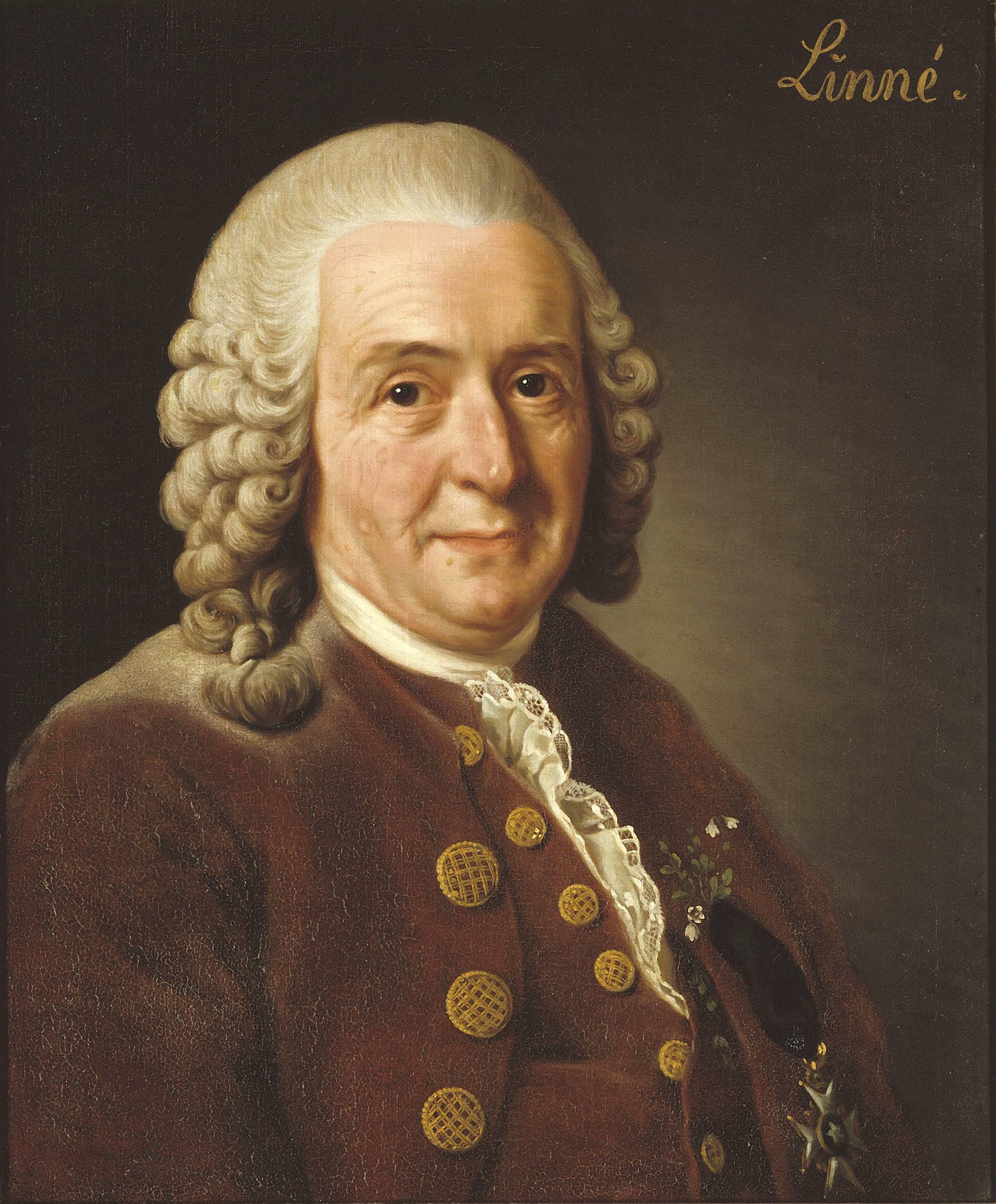 Carl Linnaeus KS2 Lesson Pack And Facts From PlanBee