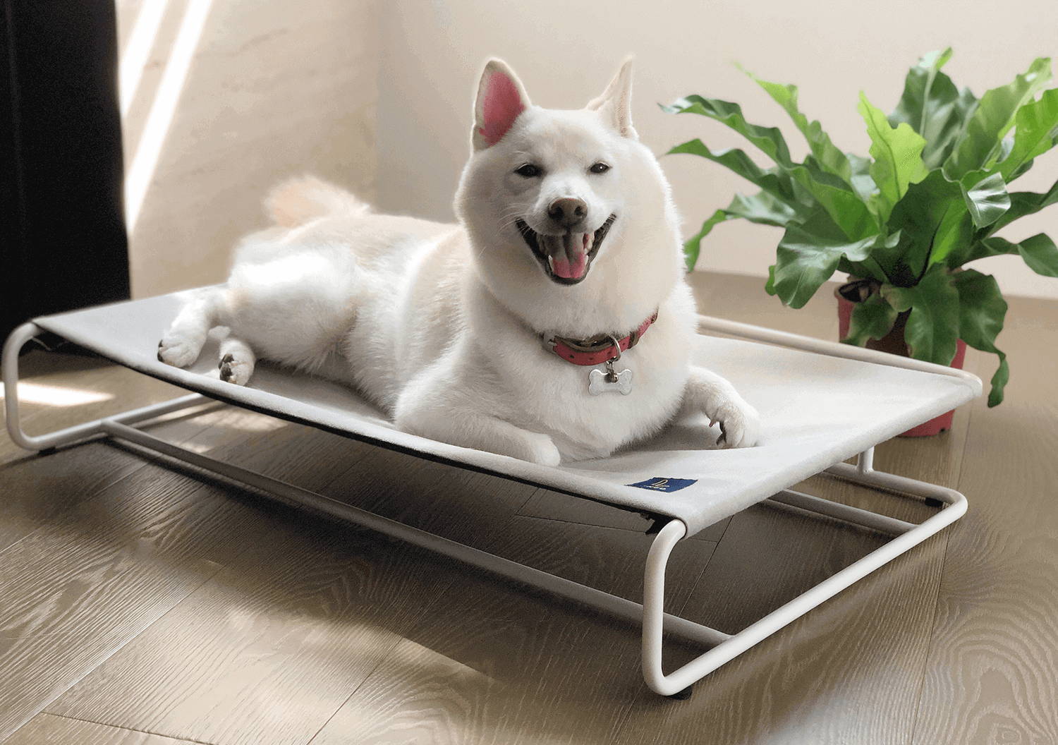 一隻白色柴犬笑著趴在LINGO灰色寵物吊床上