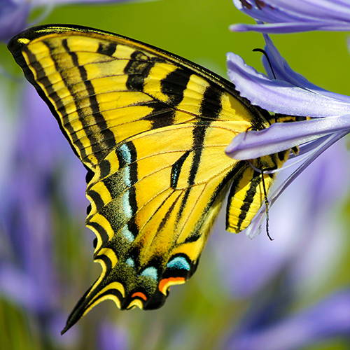 An adult black swallowtail butterfly on a flower