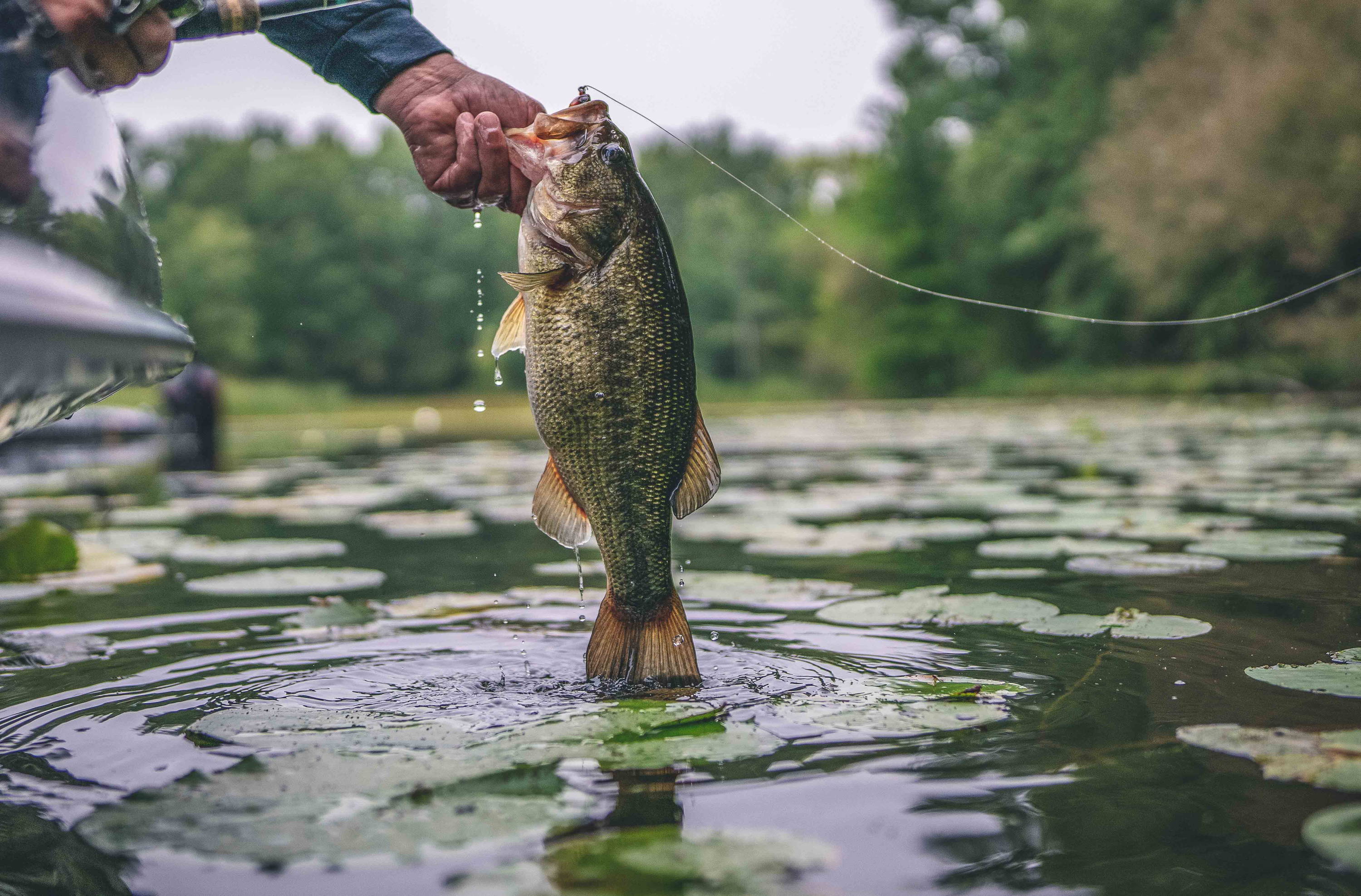 FROGGIN' BASICS WITH JOSH DOUGLAS – G. Loomis Canada