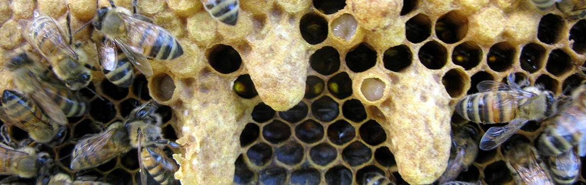 Close up bees on a honeycomb