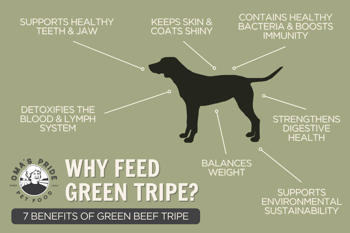 Infographic with dog and list of green tripe benefits.