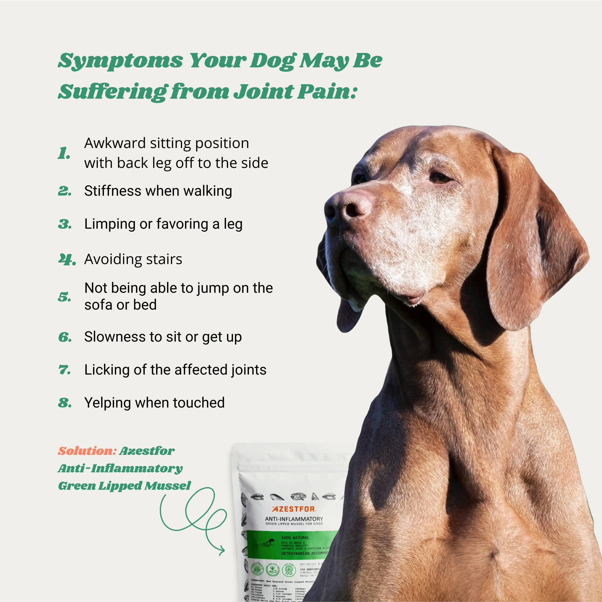 8 Symptoms Your Dog May Be Suffering from Joint Pain: 1. Awkward sitting position; 2. Stiffness when walking; 3. Limping or favoring leg; 4. Avoiding stairs; 5. Not being able to jump on the sofa or bed; 6. Slowness to sit or get up; 7. Licking of the affected joints; 8. Yelping when touched. Solution: Azestfor Anti-Inflammatory Green Lipped Mussel