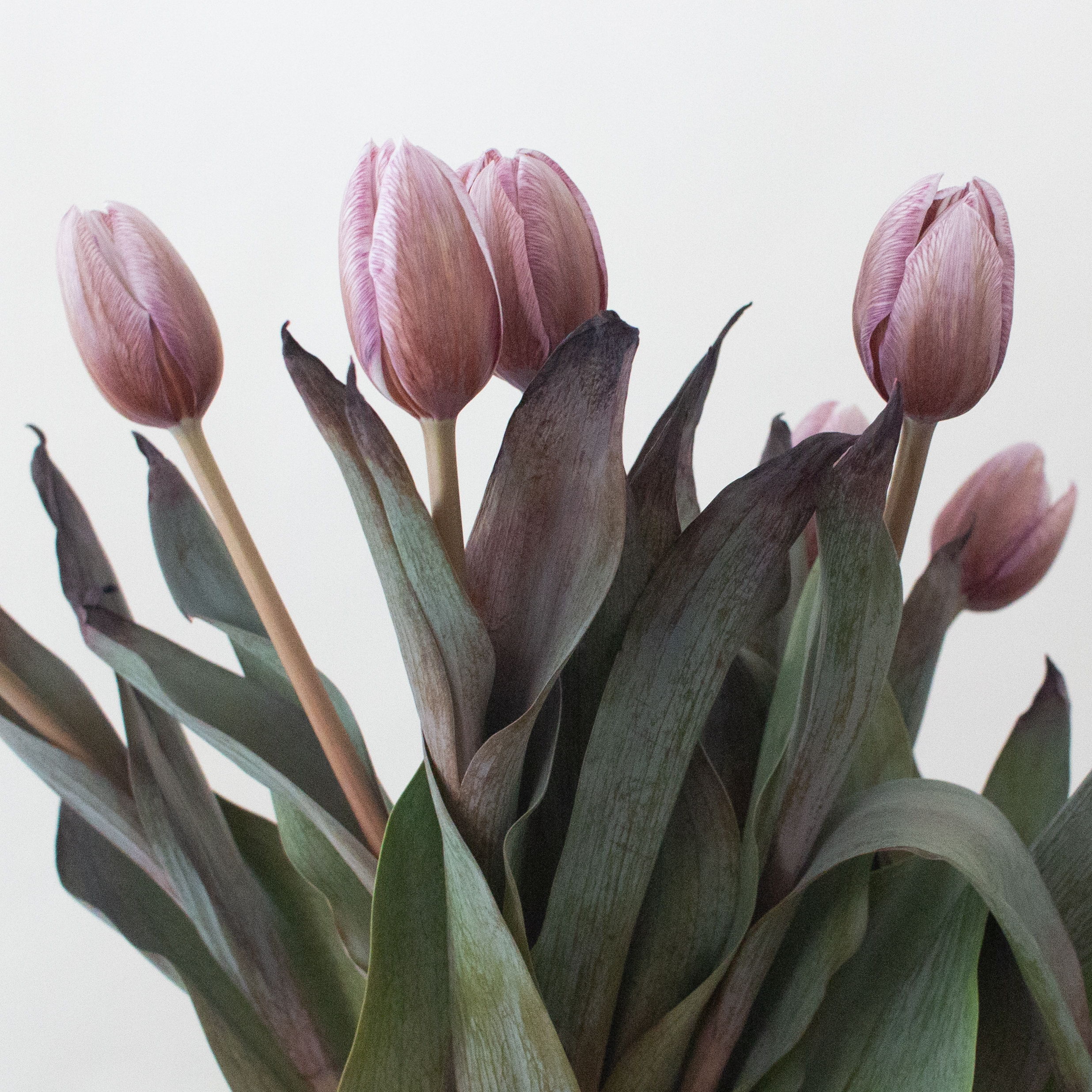 brownie tulips
