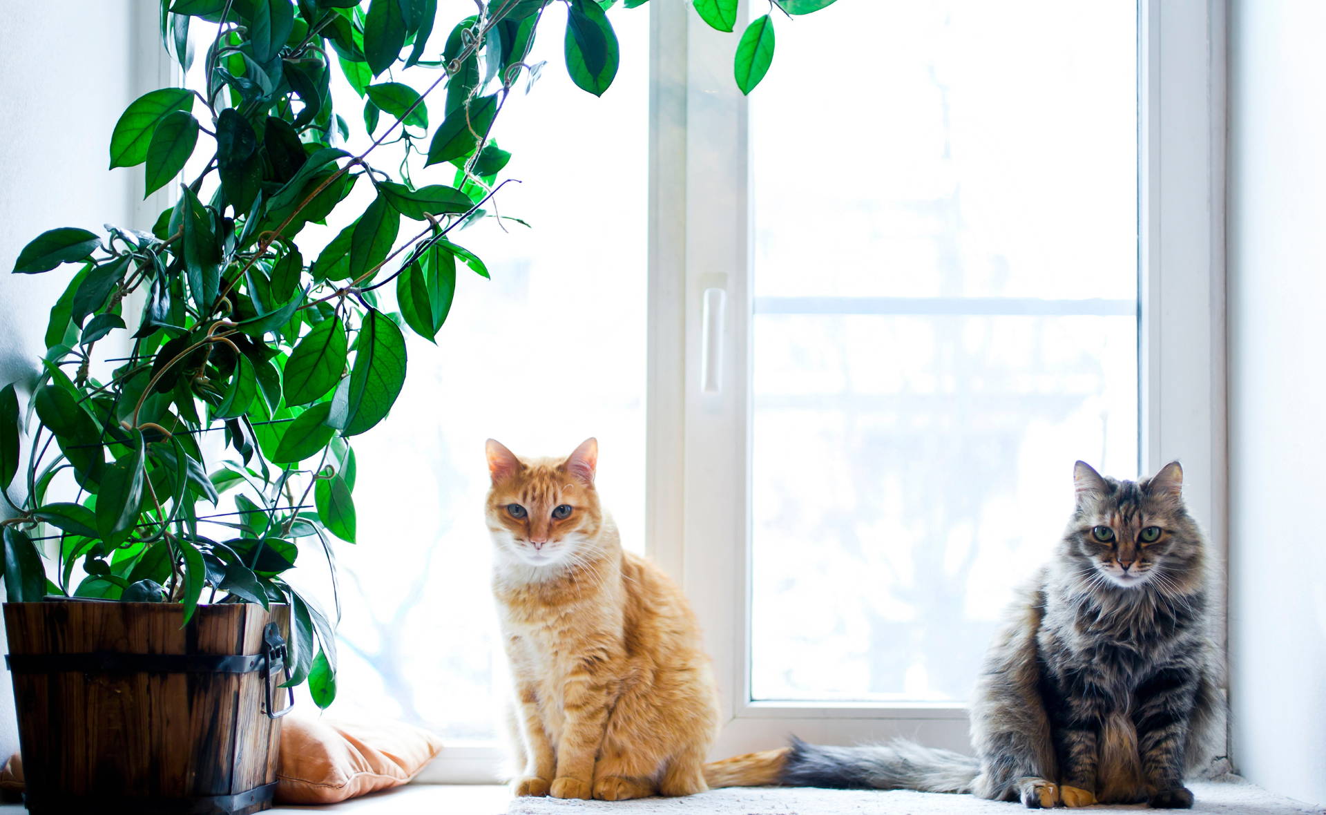 Cats on windowsill.  Learn what plants and herbs are toxics to cats