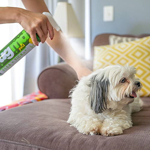  Customer reviews: BugMD Flea and Tick Concentrate (3.7 oz)-  Essential Oil-Powered Formula, Controls Fleas, Ticks, Mites in Dogs, Cats,  and Other Furred Animals, Spray on Pet Beds, Kennels