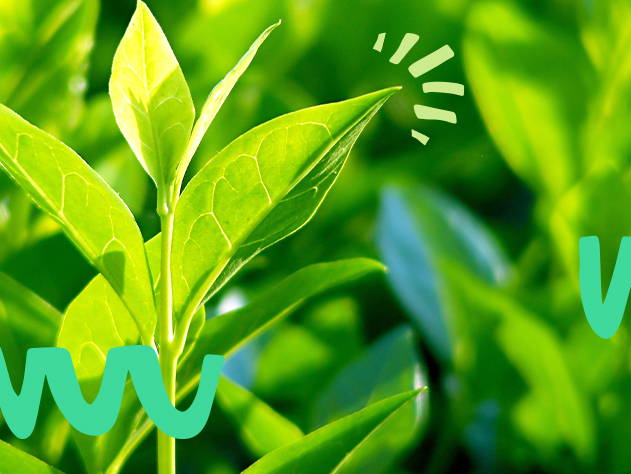 Green Tea plant- Babo Botanicals