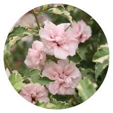 Photo of Sugar Tip® Rose of Sharon