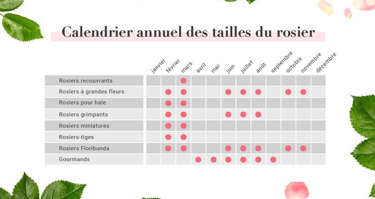 calendrier annuel des tailles du rosier