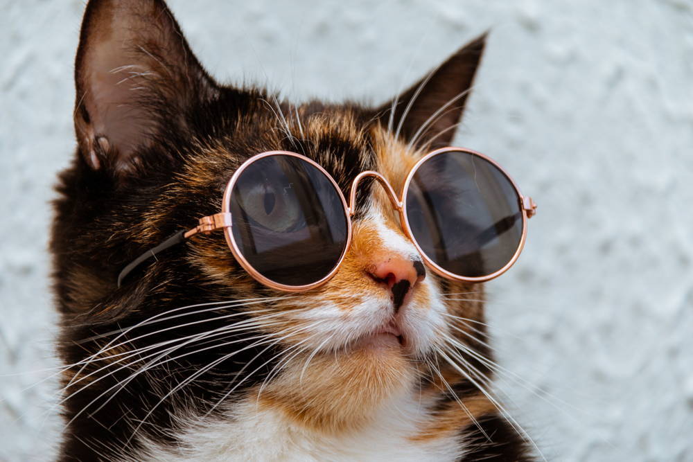 A cat wearing sunglasses