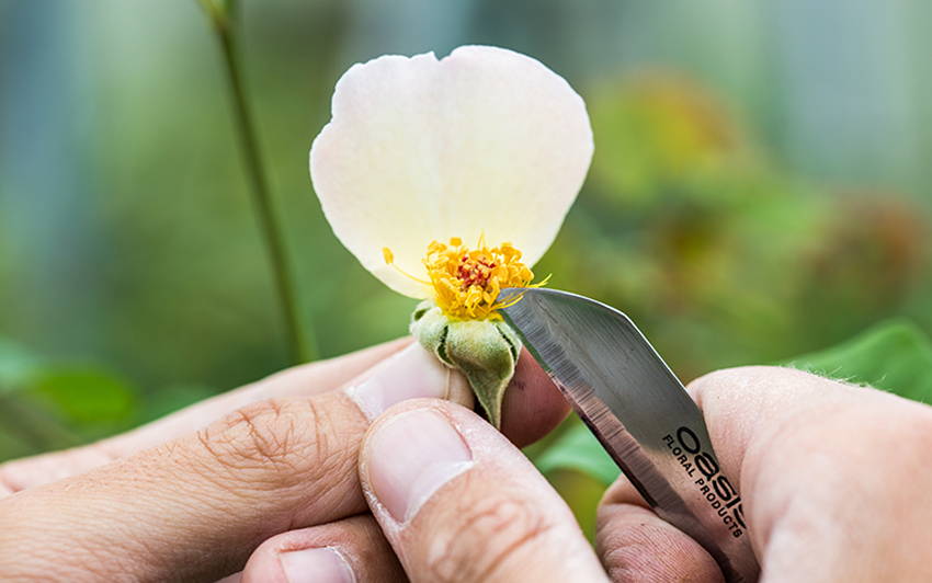 Hybridisation Step 2 - Removing pollen from a rose a rose by hand