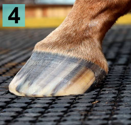 Scootboots sizing barefoot horse for hoof boots front view