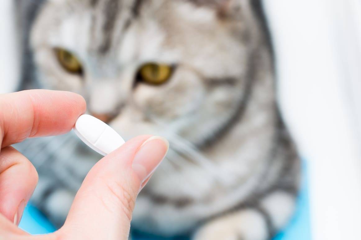 Katze kratzt an Tür - Medikamente