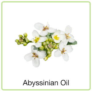 abyssinian oil