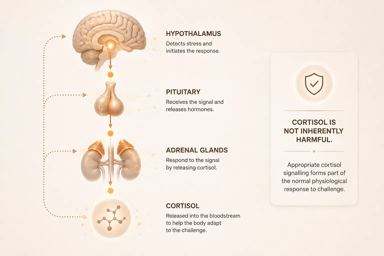 Diagram of the endocrine system and hormone control processes.