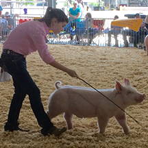 Young woman in a pink shirt guiding a light-colored pig with a show whip in a sawdust livestock competition arena.