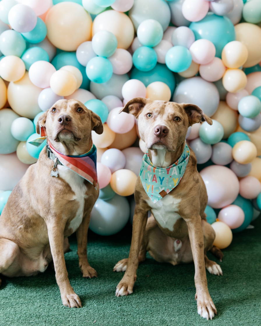 pets-birthday-balloons