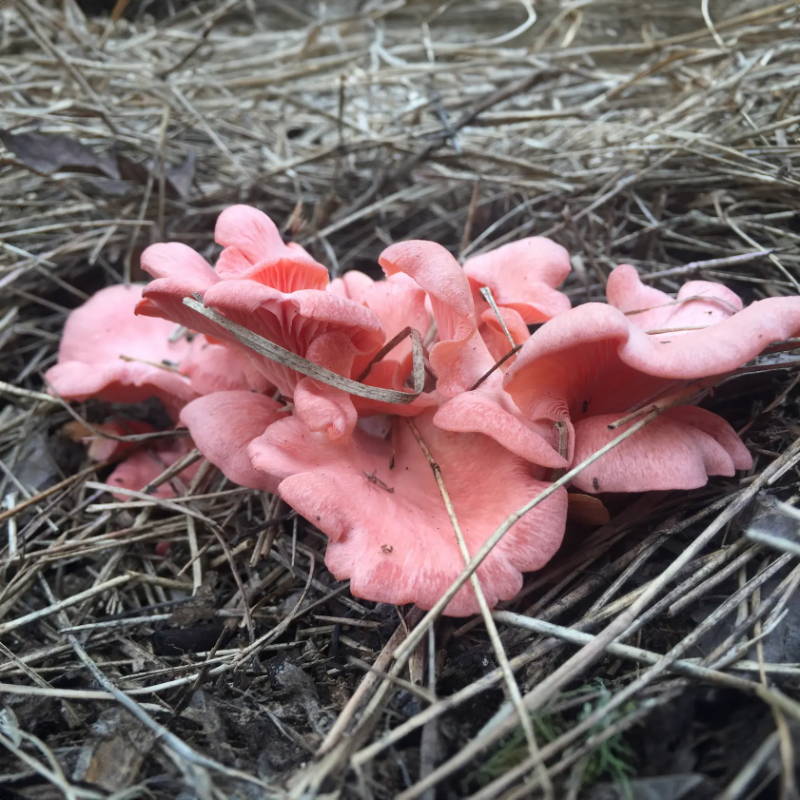 pink oyster mushroom bed