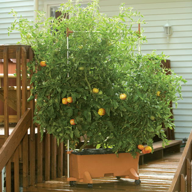 A 5 foot EarthBox Staking System being used to support tomatoes growing in a container garden