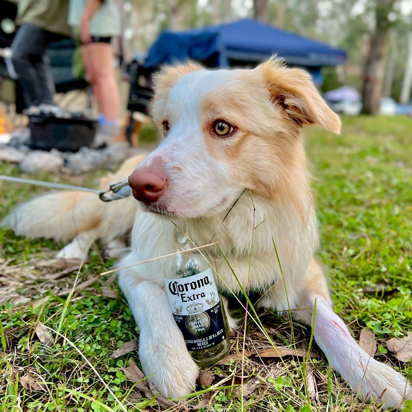 Gordon Country, Dog Camping QLD