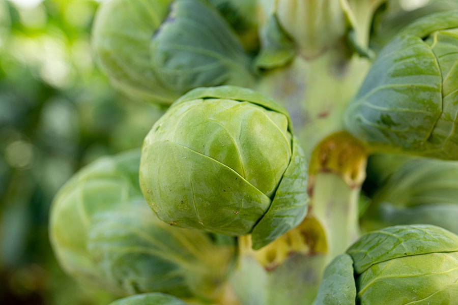 Brussel Sprout Plant