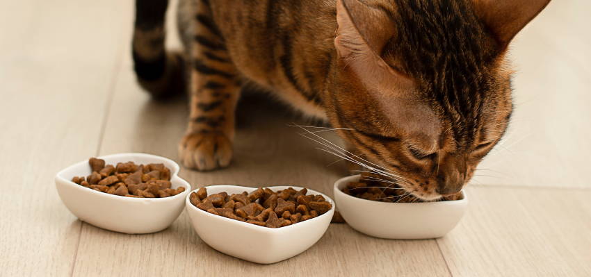 Image of a hungry cat eating.