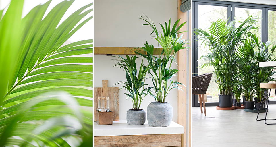 Top 10 Kamerplanten voor buiten