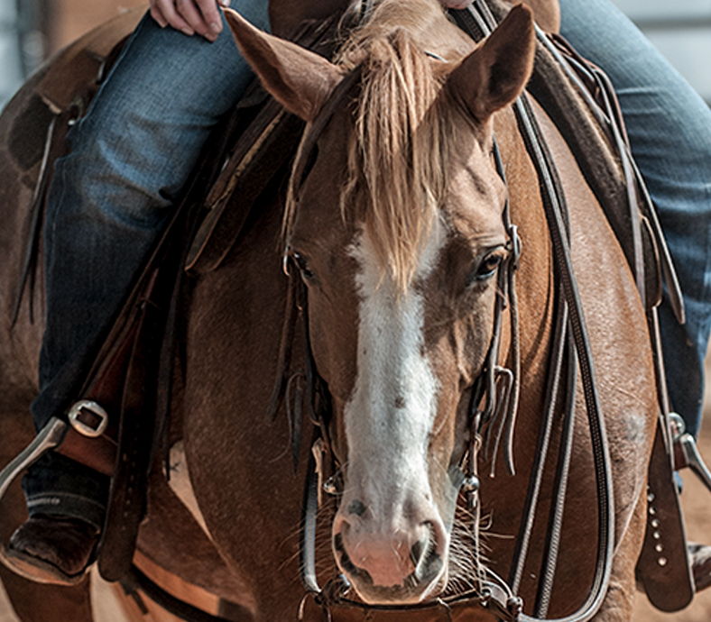 Close-up of a horse with a rider's legs visible.