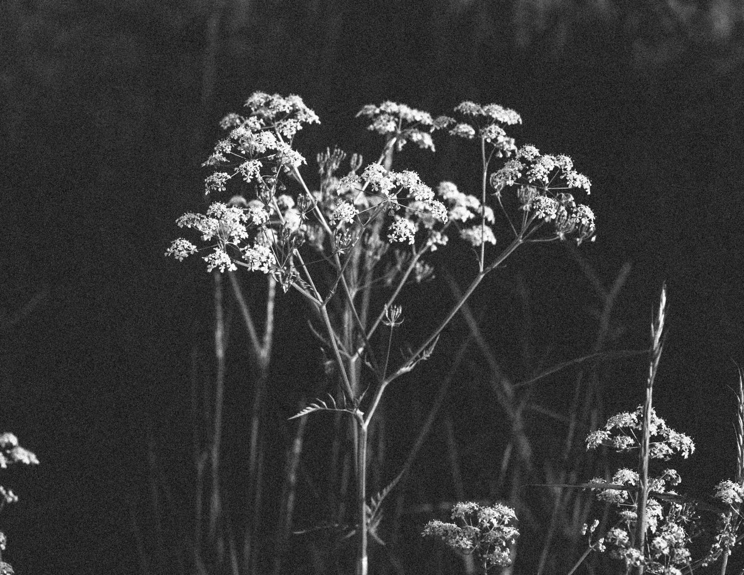 Black and white photo of baby's breath flowers