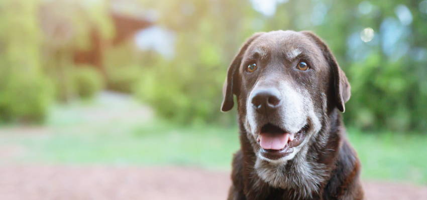 Image of an elderly dog ​​sitting on the grass in a serene environment.