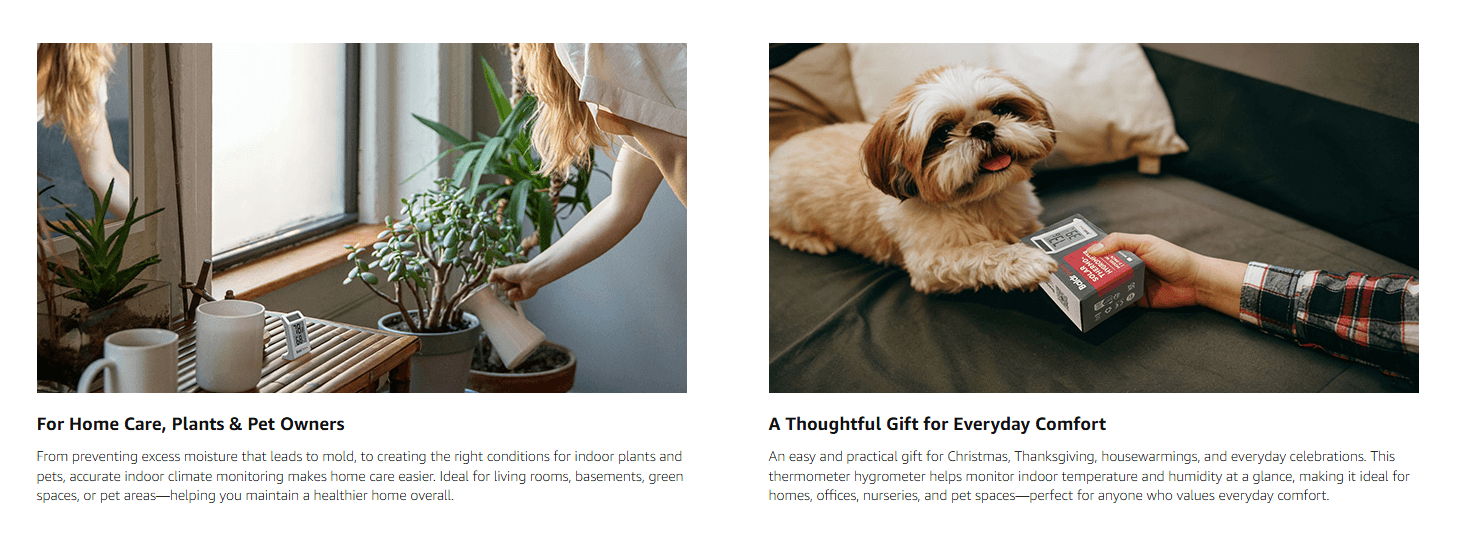 A plant near a window and a dog on a couch.