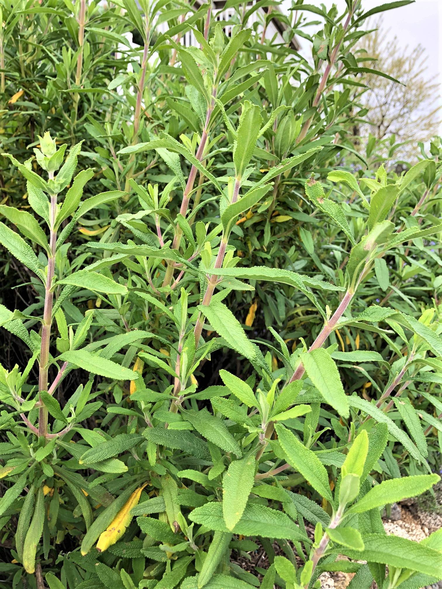 High Quality Organics Sage growing out of the ground