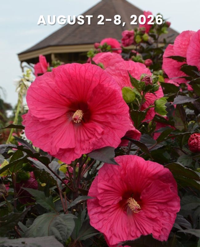 Photo of Summerific® 'Evening Rose' Rose Mallow