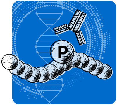 Custom Phosphospecific Antibody Services