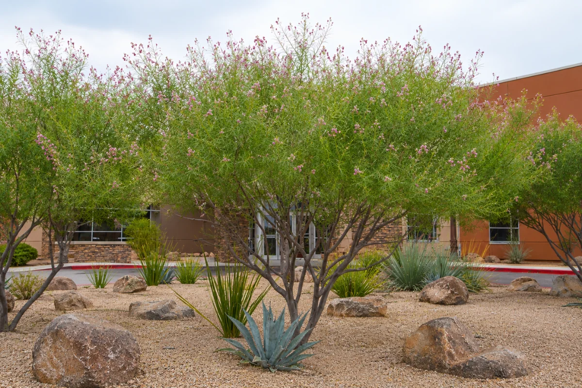 Desert Willow (Chilopsis linearis) tree blooming with soft pink flowers in a Tucson xeriscape featuring native plants and decorative boulders