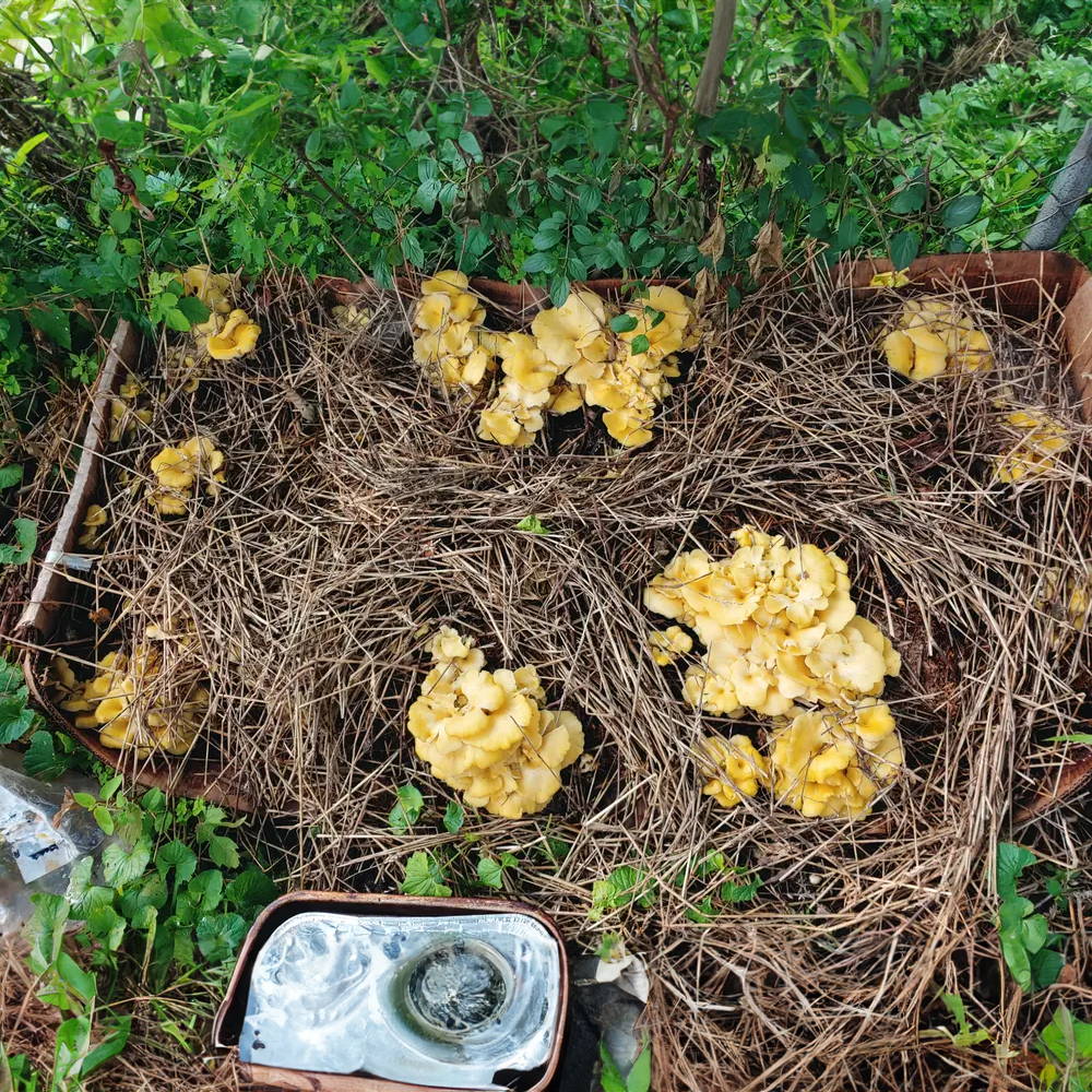 golden oyster mushroom beds
