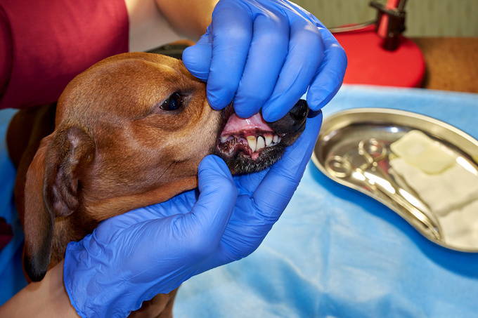 Bad Breath in Dogs - Dog with Gum Disease