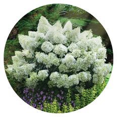 Photo of Bobo® Panicle Hydrangea