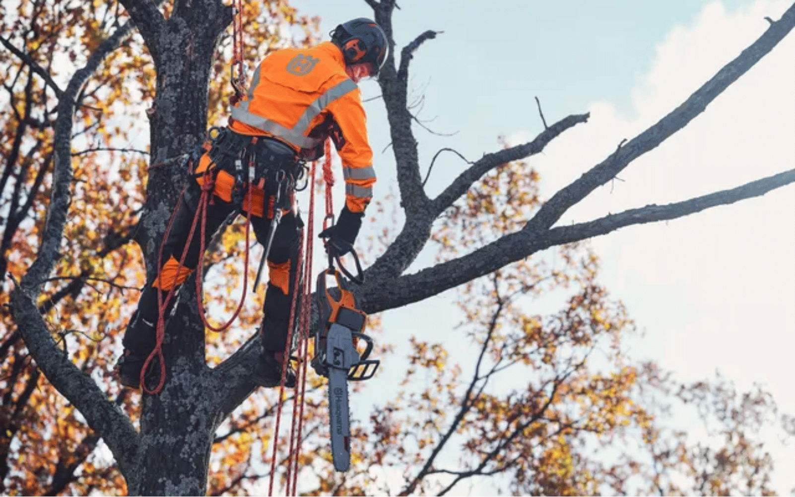 Person in safety gear using chainsaw while climbing a tree.