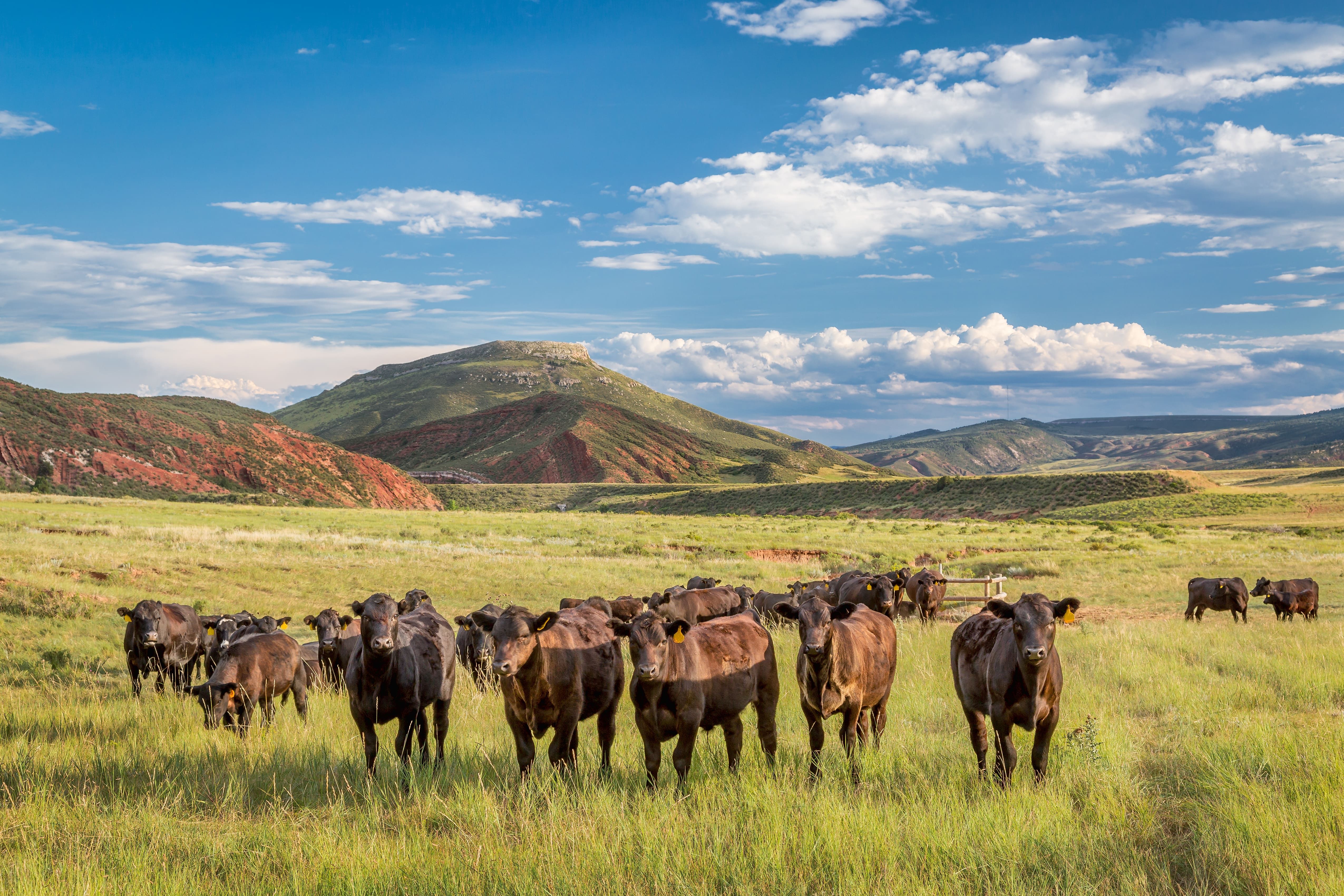 Cattle herd