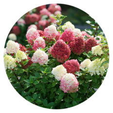 Up close plant highlight of little lime punch paniculata hydrangea