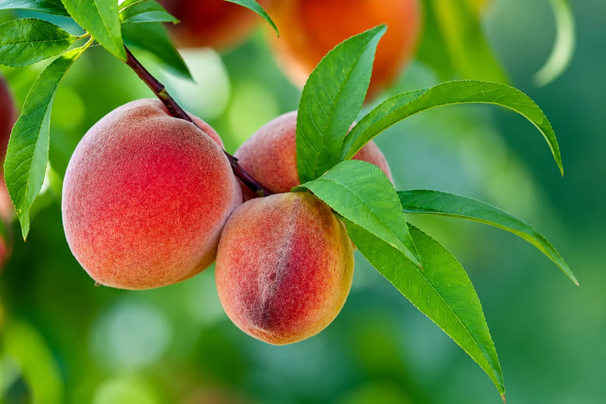 Ripe peaches growing on a tree branch with vibrant green leaves and soft natural background, showcasing sweet stone fruit for edible garden design.