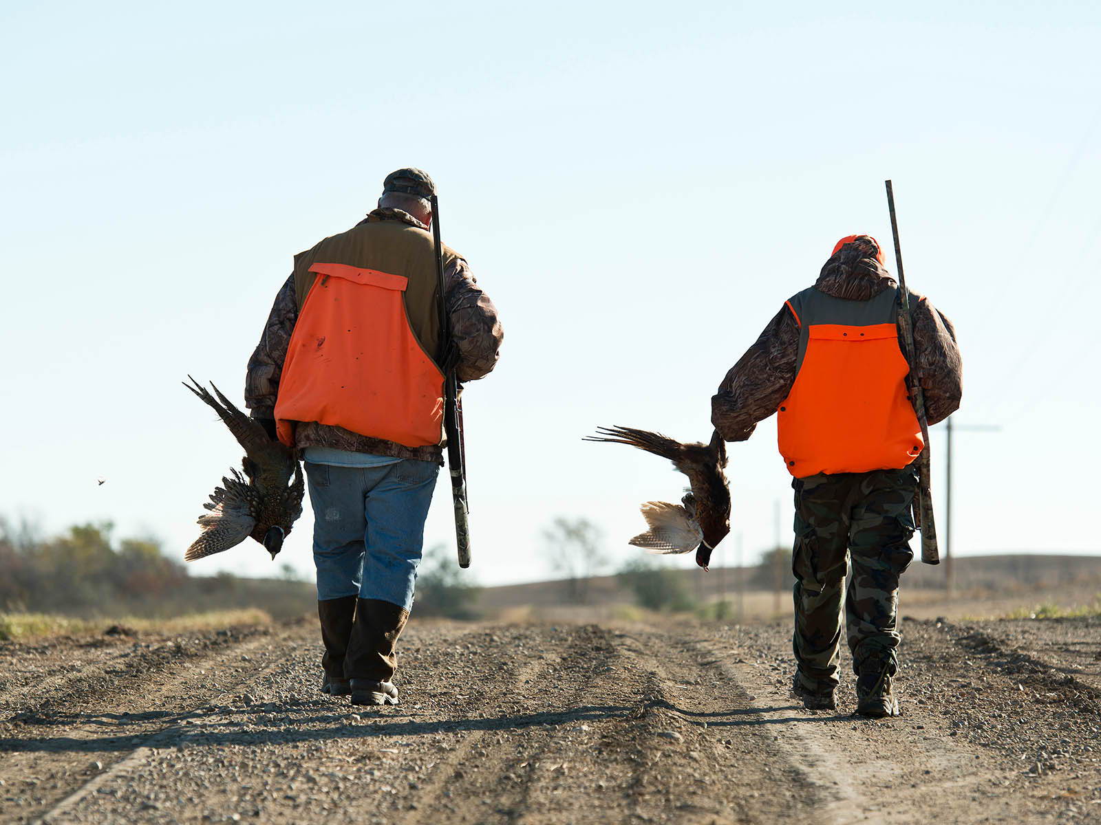 Pheasant hunting in Wisconsin