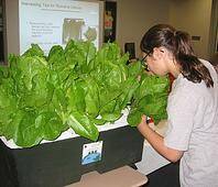 Girl evaluating lettuce in EarthBox