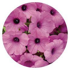Photo of Supertunia Vista® Jazzberry® Petunia